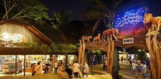 Du lịch Singapore, khám phá vườn thú đêm Night Safari có gì thú vị?