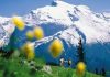 Chiêm ngưỡng cảnh quan tuyệt đẹp của núi Titlis khi du lịch Thụy Sĩ